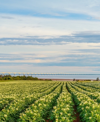 All Your Burning Questions about PEI Potatoes Answered! 12