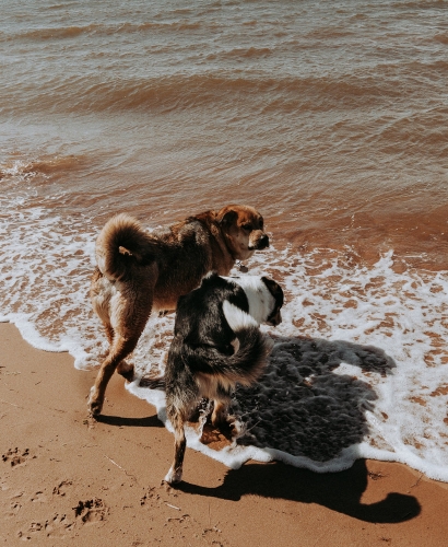 Top 10 PEI Beaches Loved by Locals 6