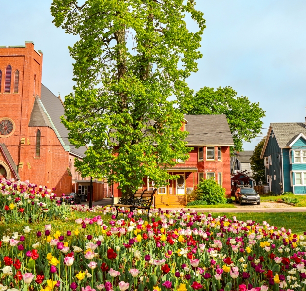 Colourful tulips blooming in Rochford Square in Charlottetown, Prince Edward Island, during spring.