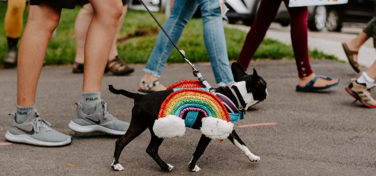 Pet-Friendly Charlottetown 8