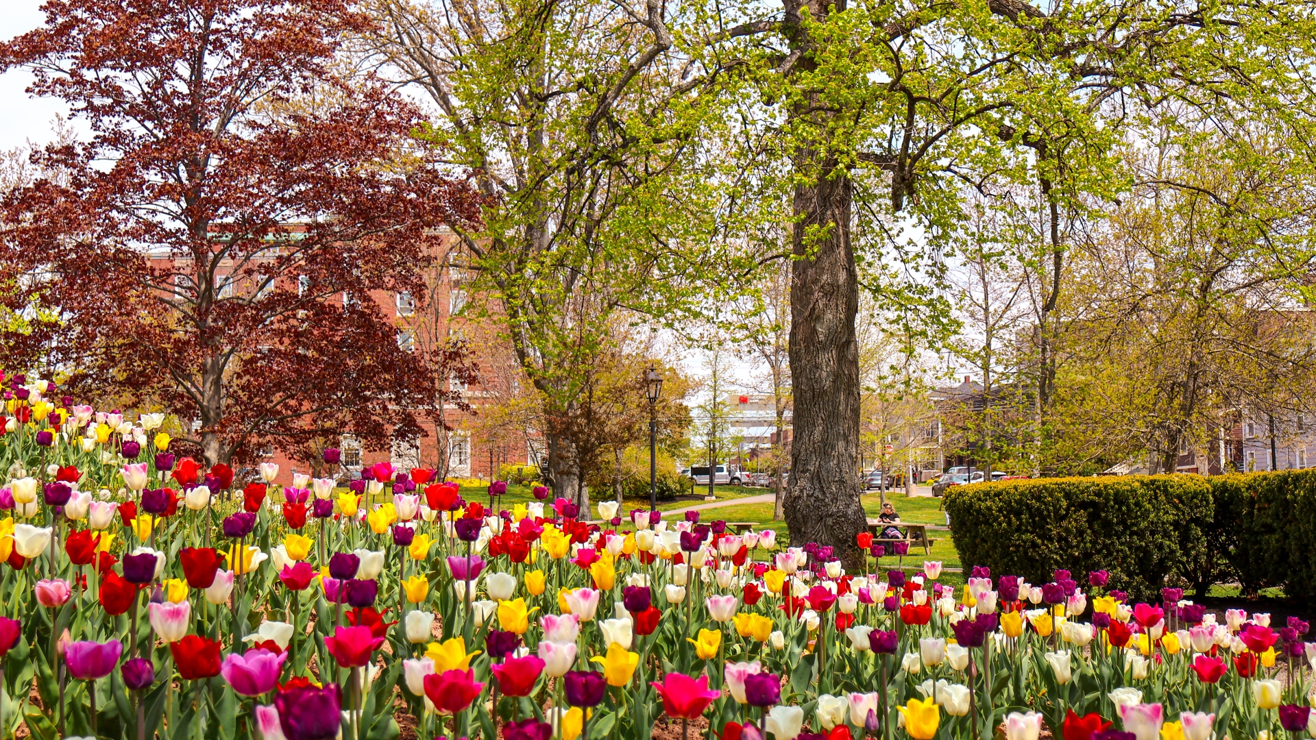 Spring in Charlottetown 94