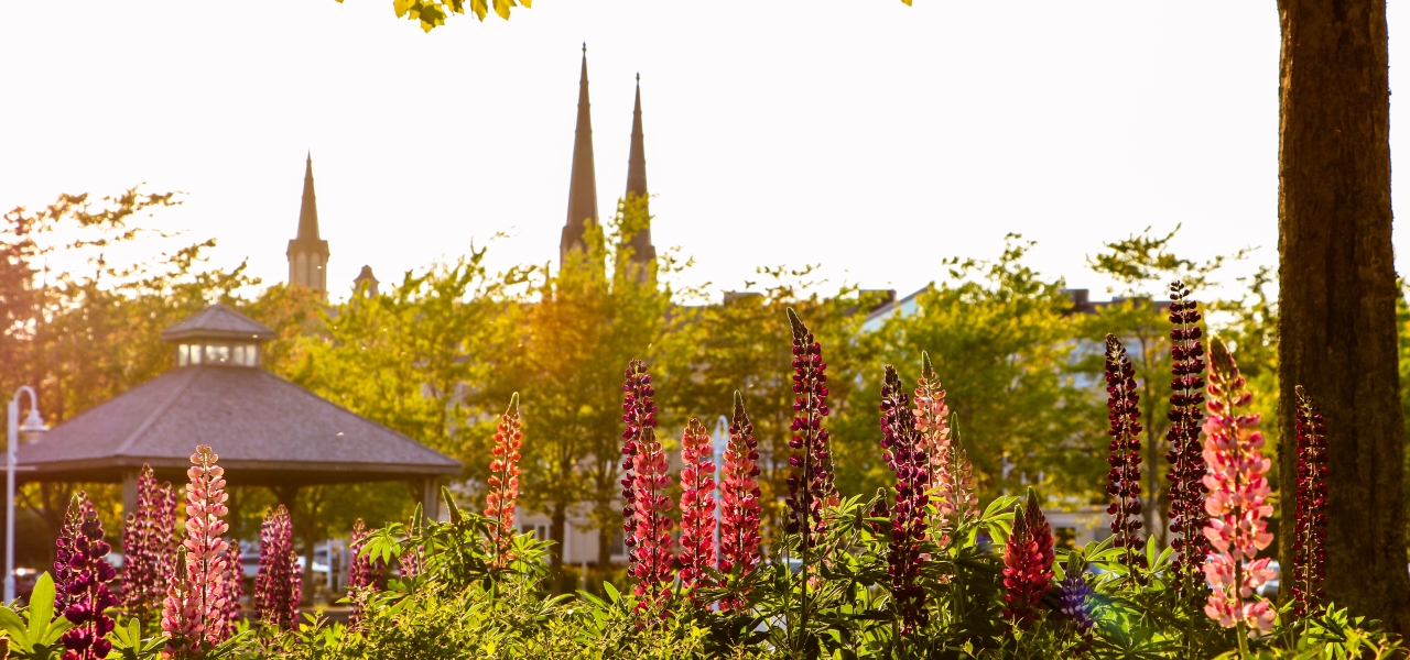 Purple lupin flowers blooming at sunset in Confederation Landing Park in Charlottetown, Prince Edward Island, overlooking the waterfront.