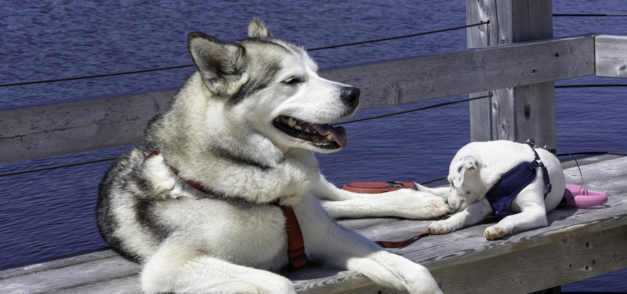 Pet-Friendly Charlottetown 11