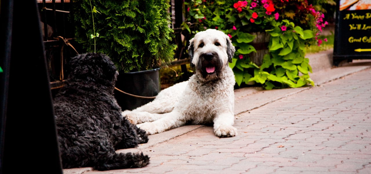 Pet-Friendly Charlottetown 14