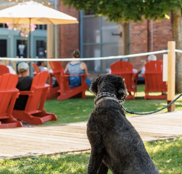 Pet-Friendly Charlottetown 16