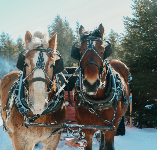 40+ Things to Do This Winter in Charlottetown 29